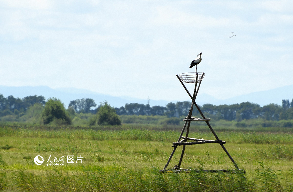 7月31日，在黑龙江挠力河国家级自然保护区的千鸟湖湿地，一只东方白鹳正屹立在人工鸟巢上。据了解，千鸟湖湿地是目前国内现存的较为完整、秀美并具备湿地生物多样性的一处生态景观。人民网记者 苏靖刚摄